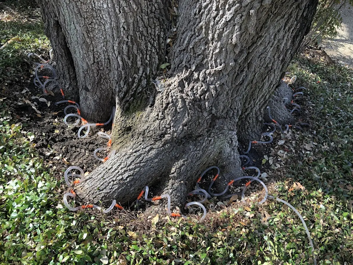 Detailed Tree Cabling and Bracing job site in Otterville